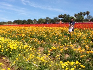 flower fields 2 (10)