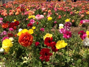 flower fields 2 (15)